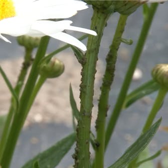 kirvat perennat kirvat perennat